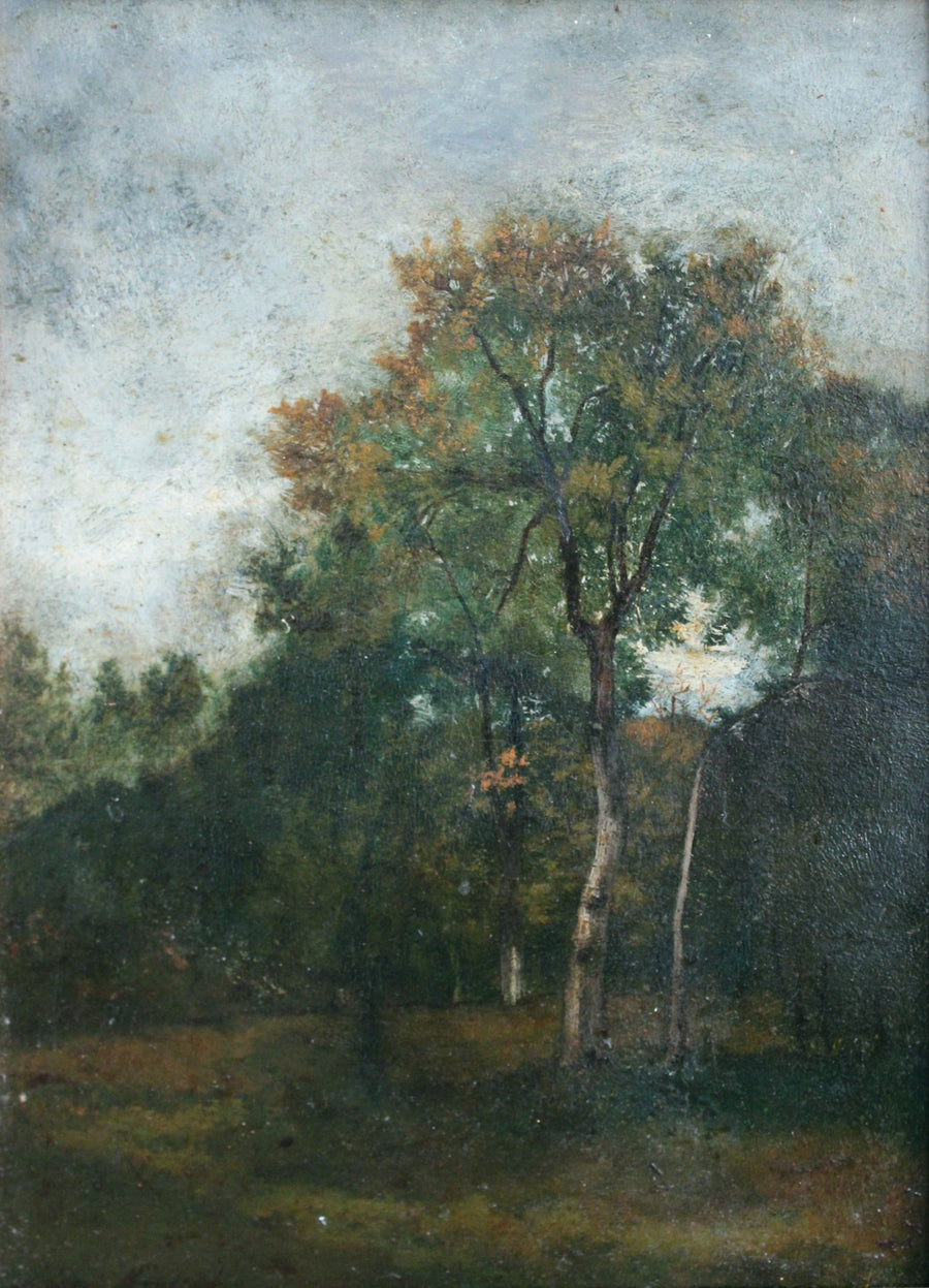 Sous-bois