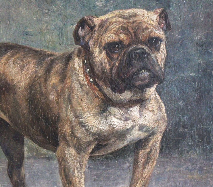 Bulldog