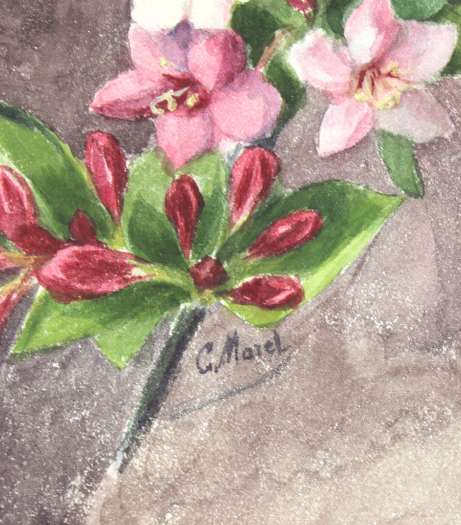 C.Morel N°17