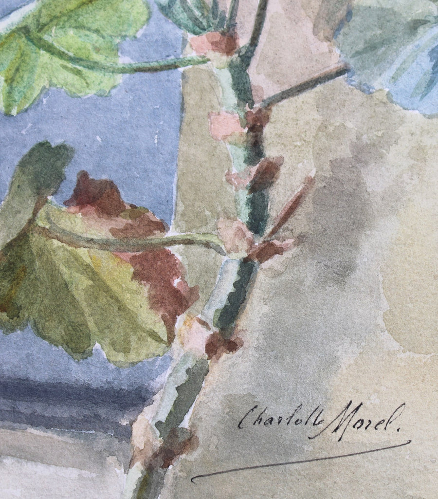C.Morel N°7